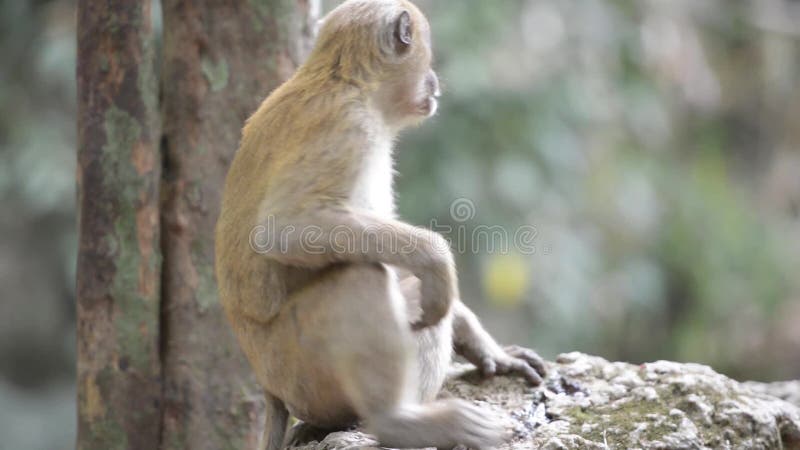 Foto de Chimpanzé Macaco Sentado Na Grama e mais fotos de stock de Animal -  Animal, Animal selvagem, Assistindo - iStock