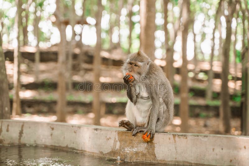 Macacos Engraçados Um Macaco Engraçado Vive Em Uma Floresta Natural Da  Tailândia Foto Royalty Free, Gravuras, Imagens e Banco de fotografias.  Image 64691823