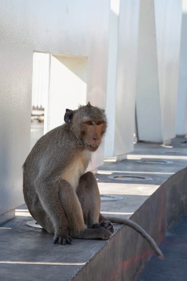 Macaco sentado macaco chimpanzé presta muita atenção em algo