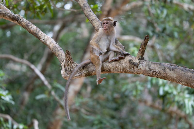 46,202 Fotos de Stock de Macaco De Balanço - Fotos de Stock Gratuitas e Sem  Fidelização a partir da Dreamstime - Página 12