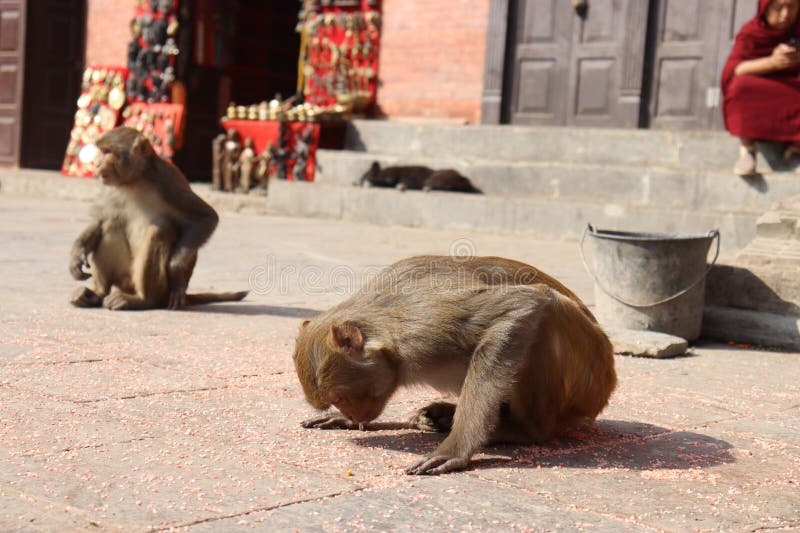 macaquinho fofo sorrindo  Monkeys funny, Funny looking animals, Funny  monkey pictures