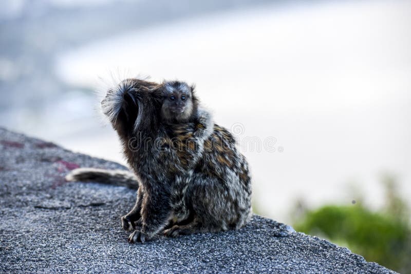 A intrigante imagem de macaco com mangusto no colo que concorre a