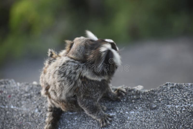 A intrigante imagem de macaco com mangusto no colo que concorre a