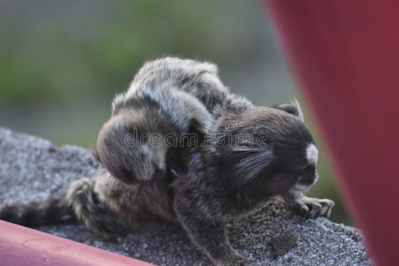 A intrigante imagem de macaco com mangusto no colo que concorre a