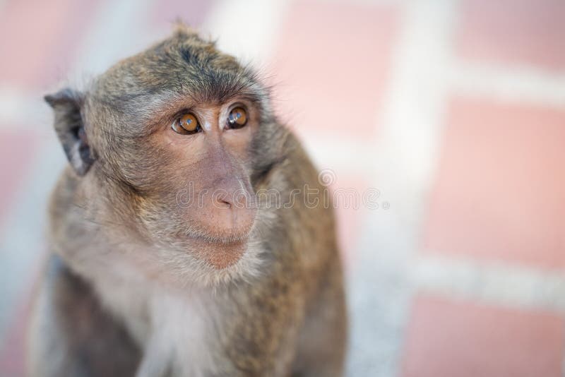 Macaco Triste fotos de stock