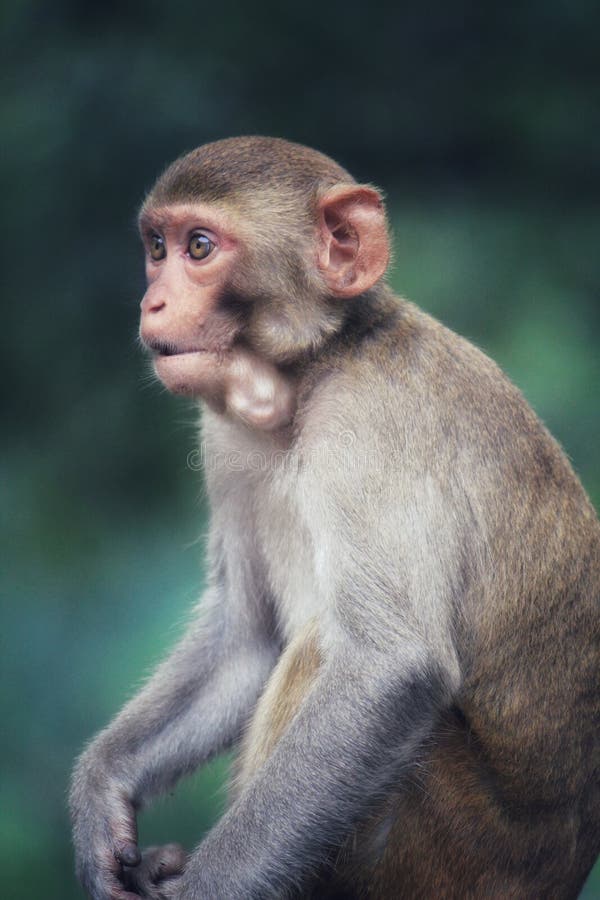 125 Fotos de Stock de Macaco Do Albino - Fotos de Stock Gratuitas e Sem  Fidelização a partir da Dreamstime