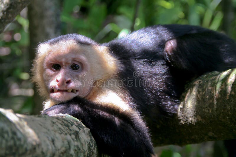 Jovem, feio procurando Macaco, Kandy, Sri Lanka fotos, imagens de ©  fthuerig #166340514