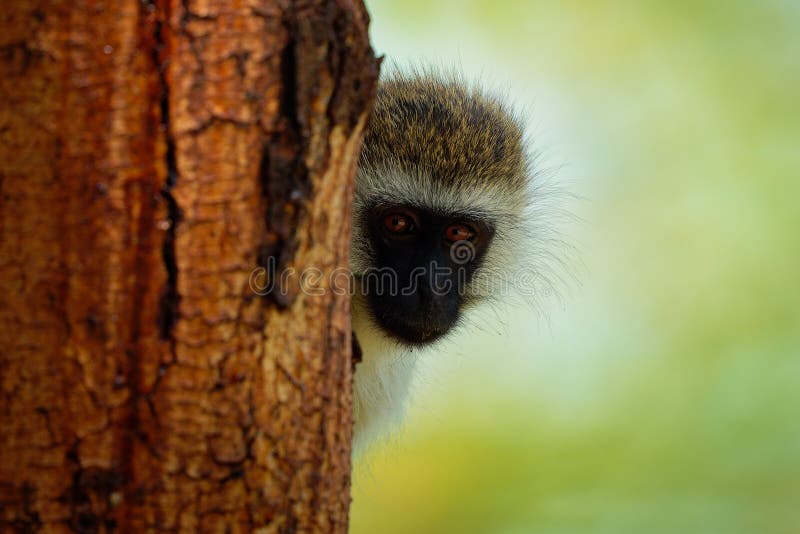 Foto de Macaco Vervetchlorocebus Pygerythrus e mais fotos de stock