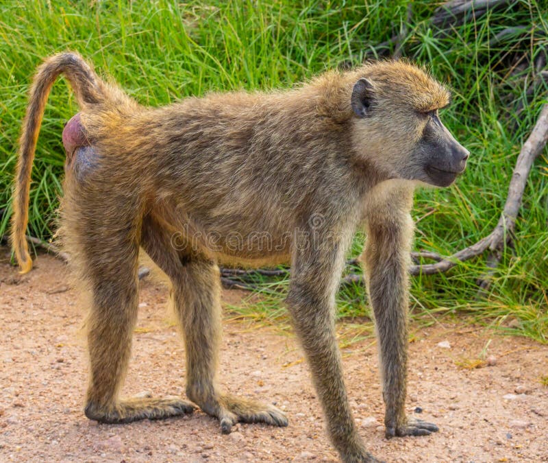 19,594 Fotos de Stock de Macaco Branco Da Cara - Fotos de Stock Gratuitas e  Sem Fidelização a partir da Dreamstime