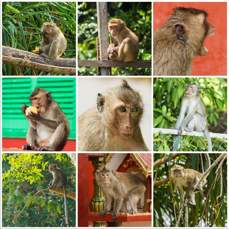 Macacos bonitos foto de stock royalty free Macacos bonitos foto de stock royalty free