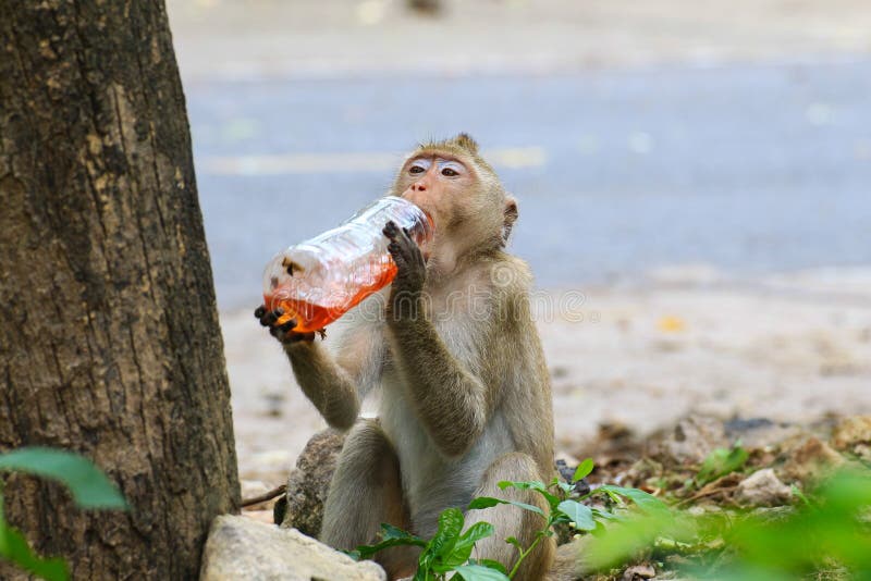 Macacos Bonitos, Macaco Engraçado Foto de Stock - Imagem de feio, cena:  73538030