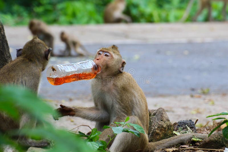 275 Fotos de Stock de Macaco Feio - Fotos de Stock Gratuitas e Sem