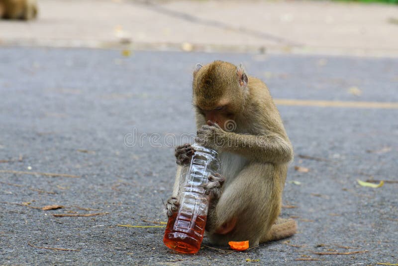 Macacos Bonitos, Macaco Engraçado Foto de Stock - Imagem de feio, cena:  73538030