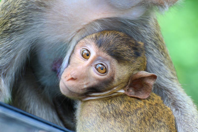 Macacos engraçados em Labuk Bay fotos, imagens de © YuryBirukov #142028620