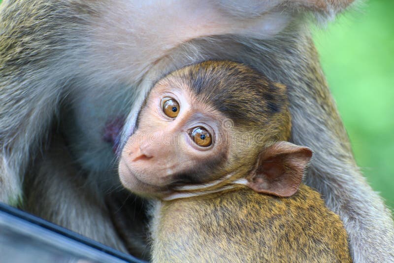 Macacos engraçados imagem de stock. Imagem de real, tropical - 64051453