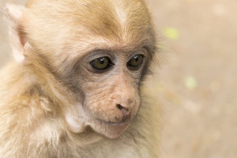 Macacos fofos um macaco fofo vive em uma floresta natural