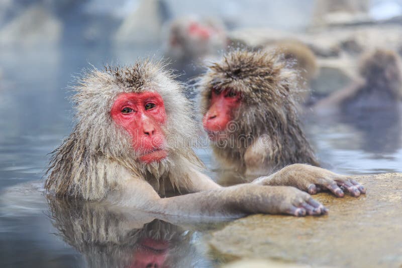 Macacos da neve, Japão Macacos da neve, Japão