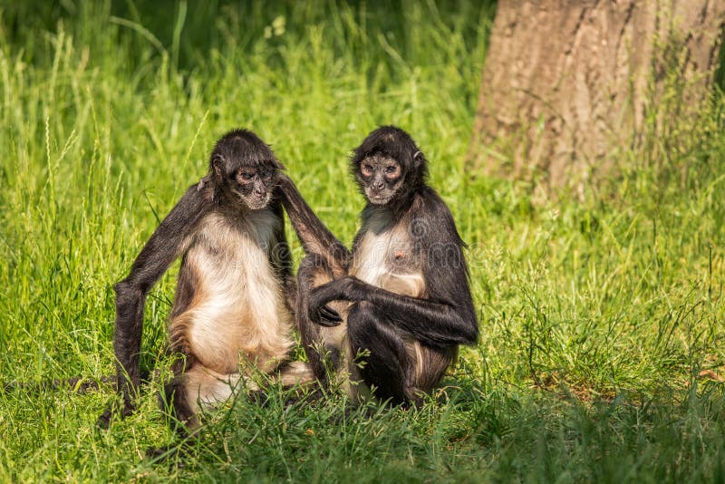 Macaco-aranha-de-geoffroy Fotografia, Fotos