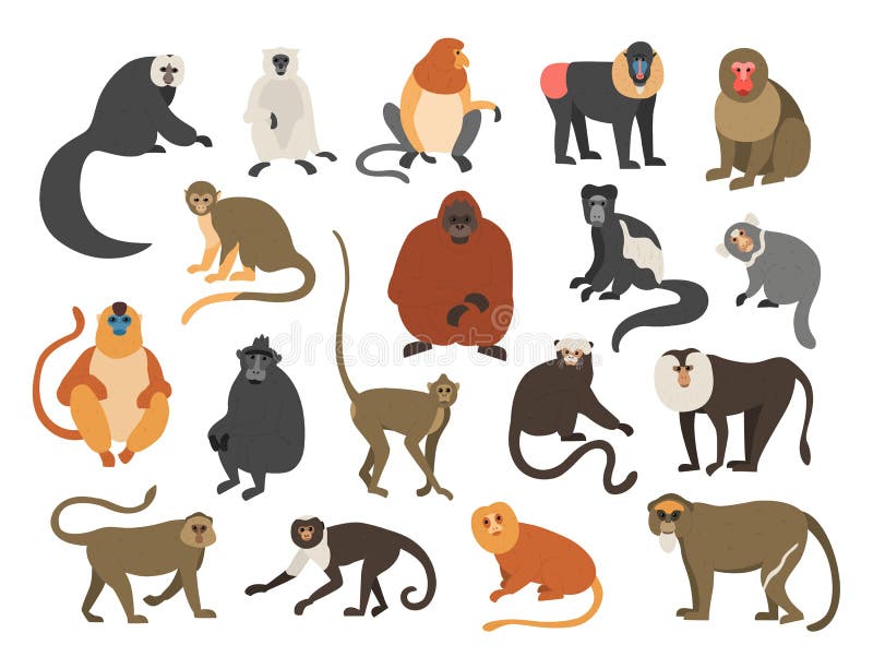 Vetores de Fofo Macaco Engraçado Ilustração De Desenho Animado Colorido  Vetor Pequeno Chimpanzé Personagem Da Vida Selvagem Macacos Stands e mais  imagens de Macaco - iStock
