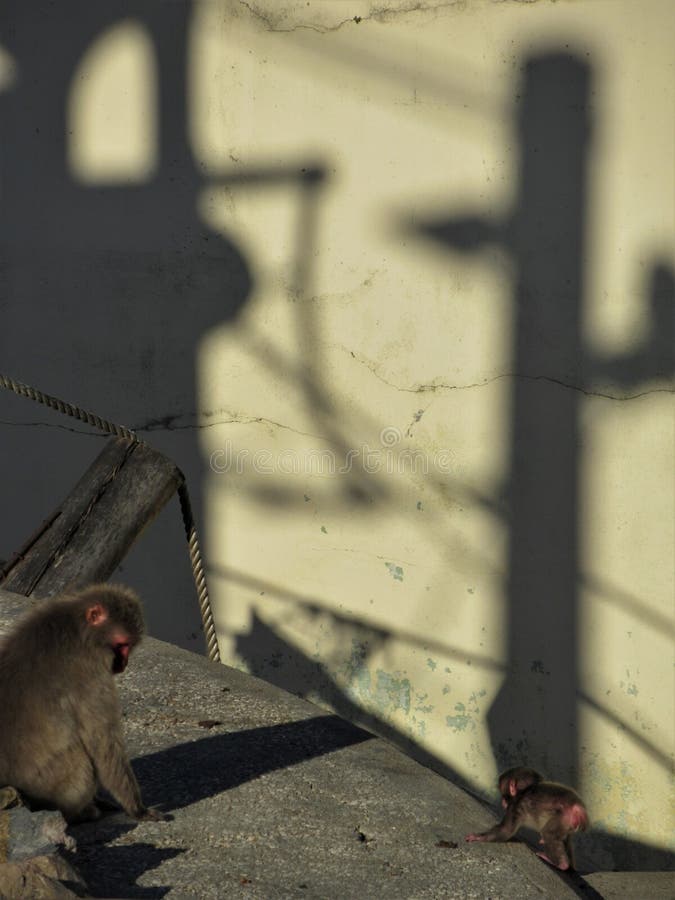 Macacos fofos se juntam para sair na foto em parque no Japão - Animais -  Extra Online