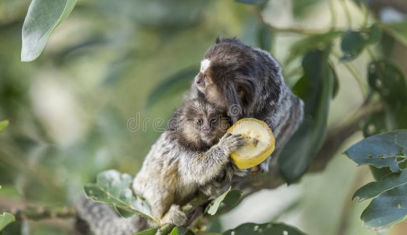 Macaco sagui brincando nos galhos das árvores