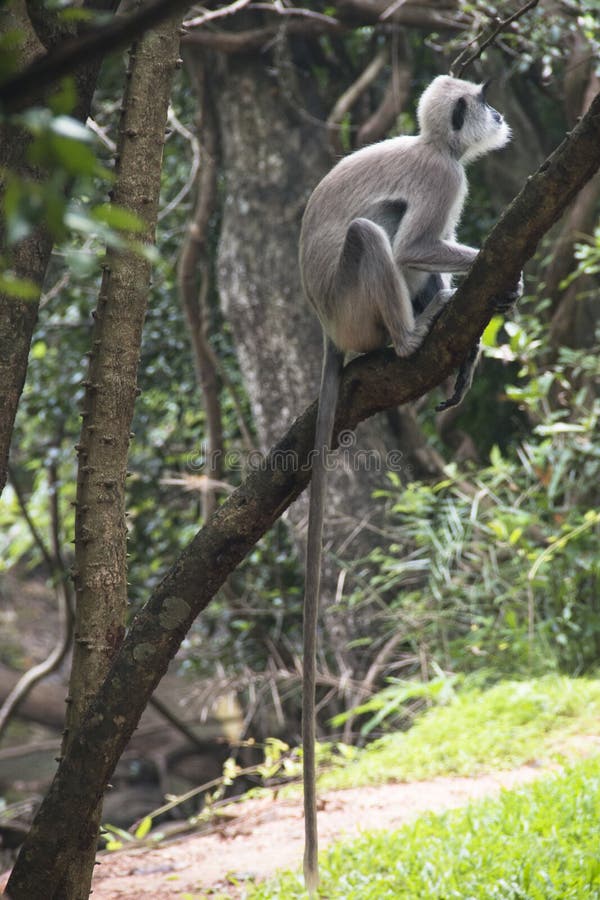 Macacos em Sigiriya em Sri Lanka fotografia de stock royalty free Macacos em Sigiriya em Sri Lanka fotografia de stock royalty free