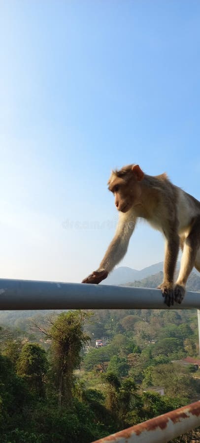 Macacos engraçados imagem de stock. Imagem de quente - 63983289