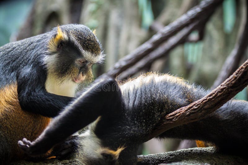 Macacos engraçados foto de stock. Imagem de quente, fofofo - 66052914