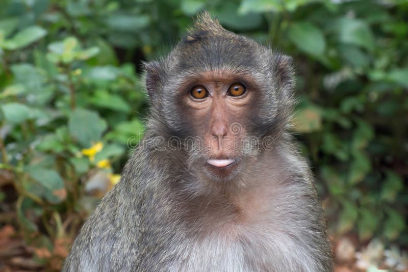 Macacos engraçados imagem de stock. Imagem de quente - 69068295