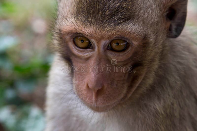 Macacos engraçados foto de stock. Imagem de tailândia - 58005822