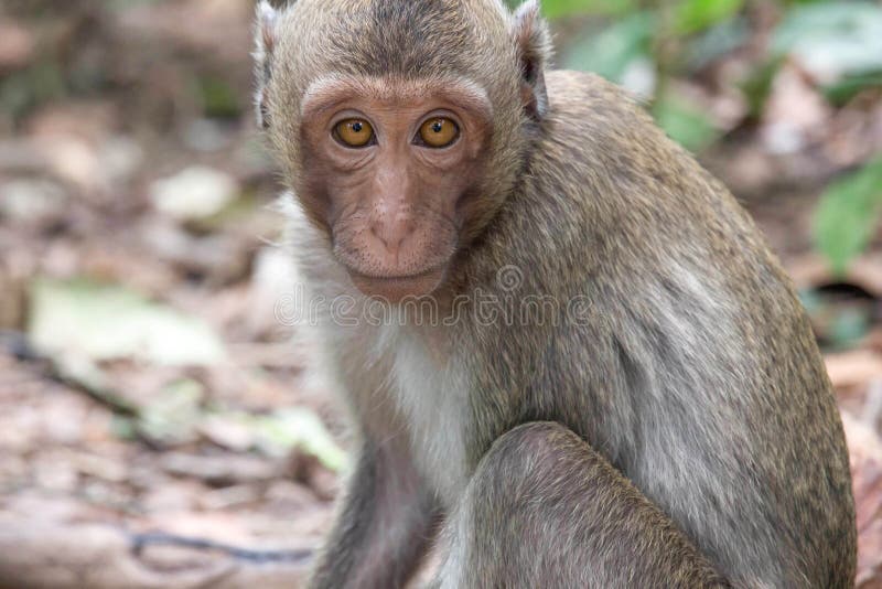 Macacos engraçados imagem de stock. Imagem de tailândia - 69004483