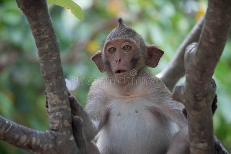 Macacos Engraçados Um Macaco Engraçado Vive Em Uma Floresta Natural Da  Tailândia Foto Royalty Free, Gravuras, Imagens e Banco de fotografias.  Image 64691823