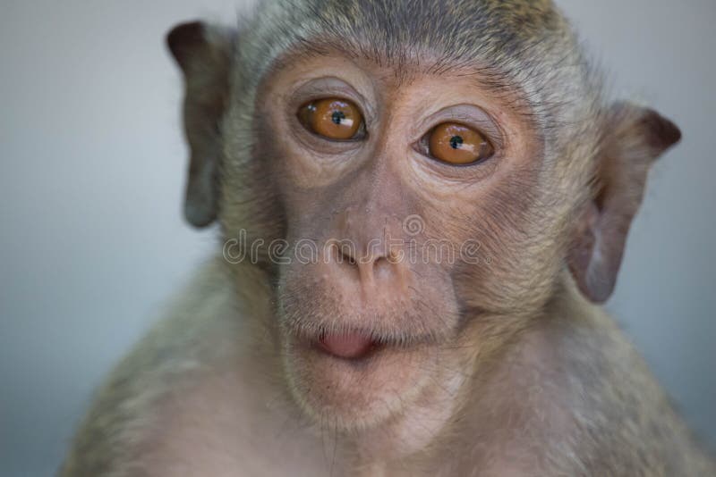 Macaco engraçado com close up — Fotografias de Stock © watman #70252579