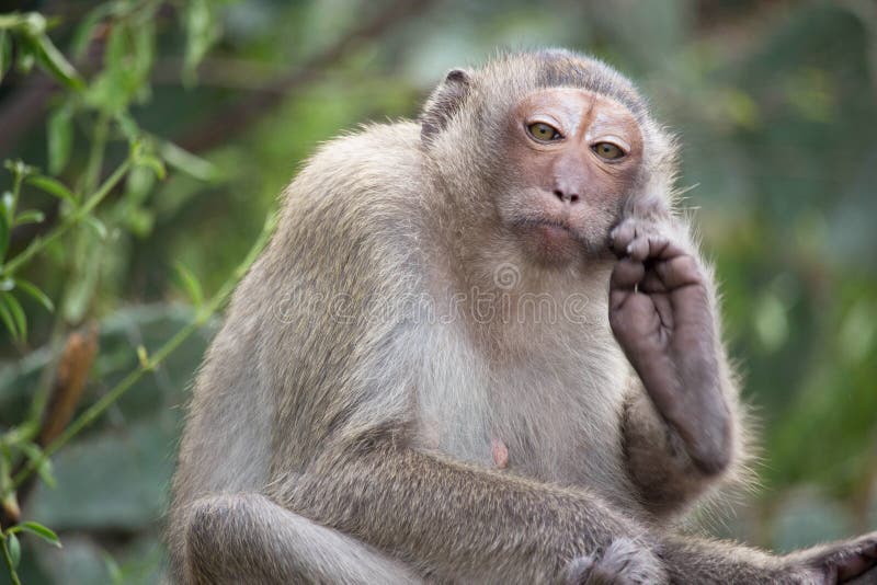 Macacos engraçados imagem de stock. Imagem de comer, naughty - 66052915