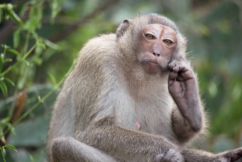 Macacos engraçados imagem de stock. Imagem de comer, quente - 66052971