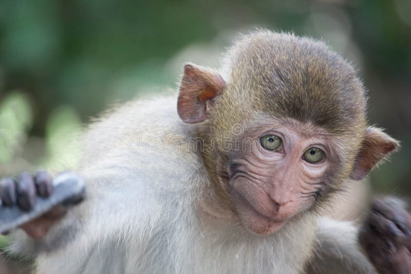 Macacos engraçados