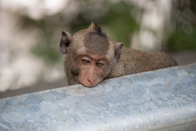 Macacos engraçados imagem de stock. Imagem de real, tropical - 64051453