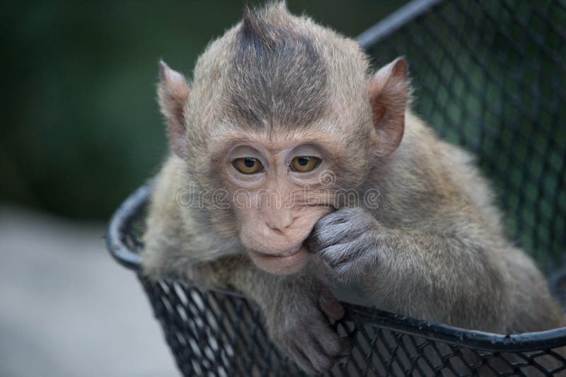 Macacos engraçados imagem de stock. Imagem de quente - 69068295