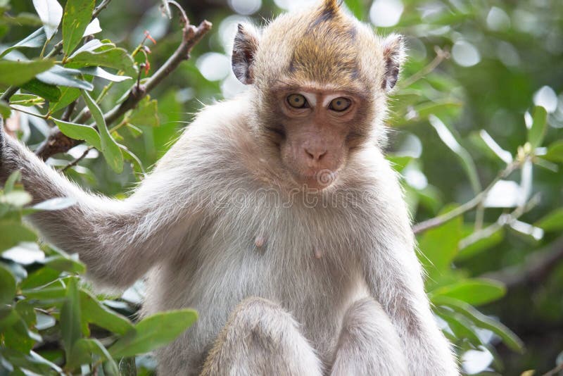 Macacos engraçados imagem de stock. Imagem de quente - 69004477