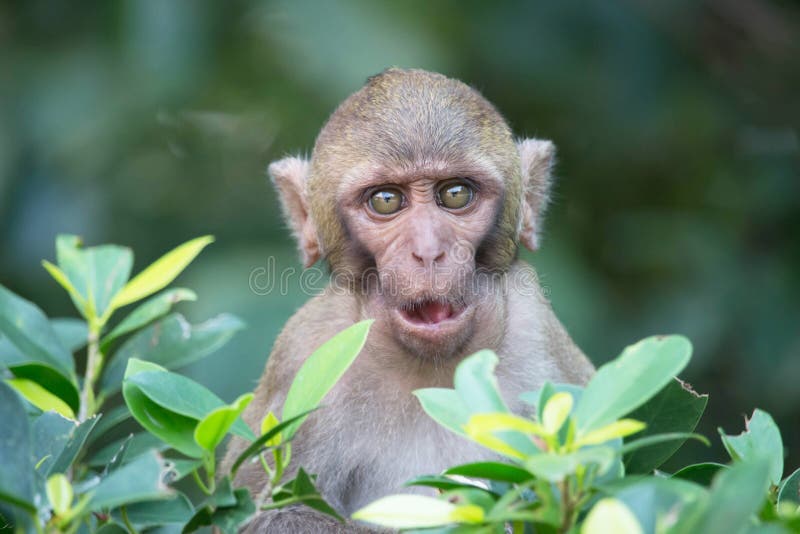 Macacos engraçados imagem de stock. Imagem de quente - 63983289