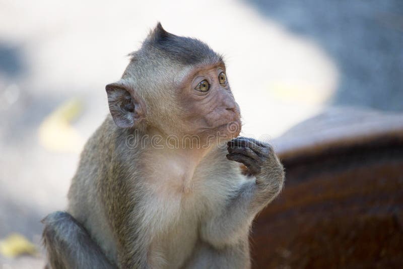 Macacos engraçados imagem de stock. Imagem de comer, quente - 66052971