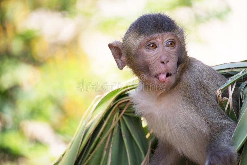 Macacos engraçados imagem de stock. Imagem de quente - 63983289