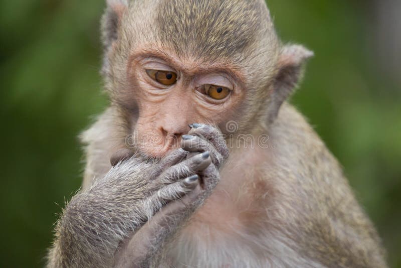 Macacos engraçados imagem de stock. Imagem de tailândia - 69004483