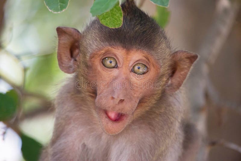 Macacos engraçados imagem de stock. Imagem de comer, naughty - 66052915