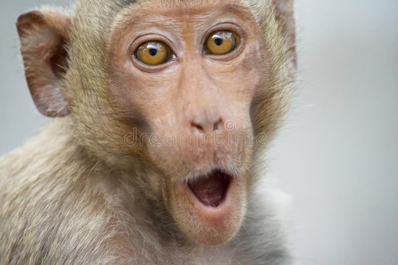 Macacos engraçados foto de stock. Imagem de quente, fofofo - 66052914