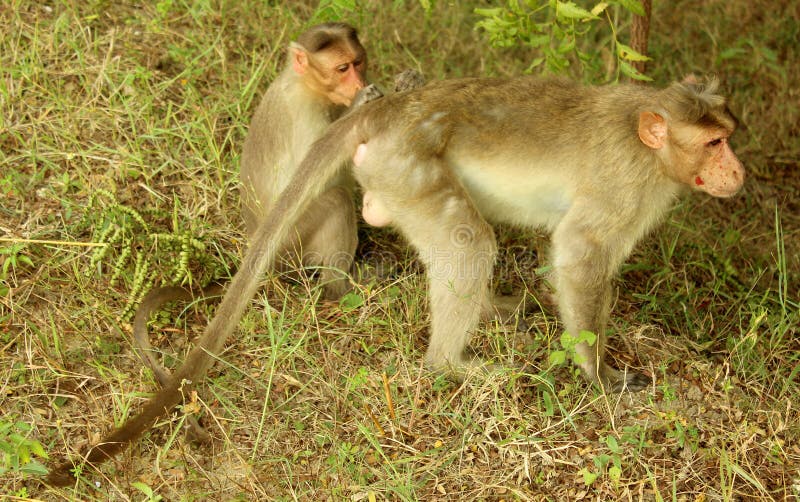 Macacos engraçados imagem de stock. Imagem de comer, quente - 66052971