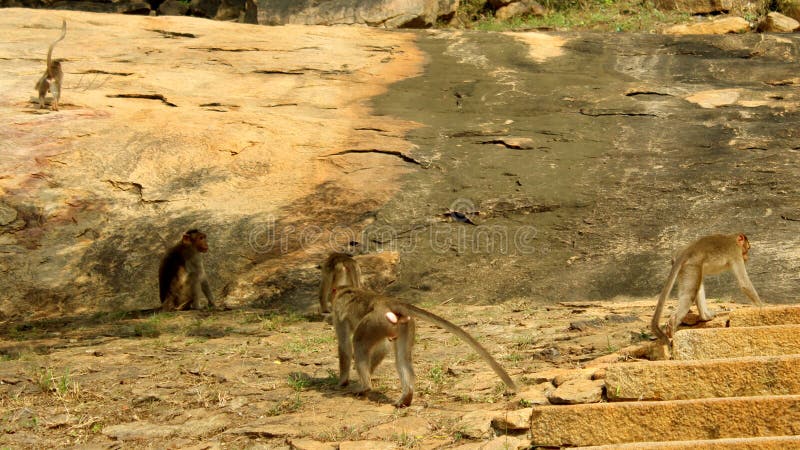 Macacos engraçados foto de stock. Imagem de quente, fofofo - 66052914