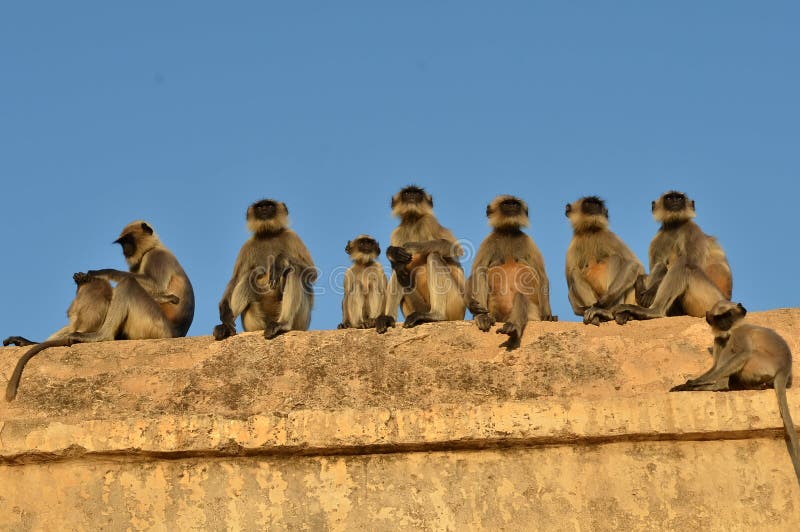 Macacos engraçados foto de stock. Imagem de tailândia - 58005822