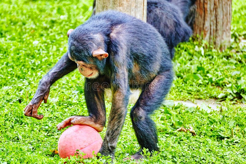 Chimpanzé No Centro De Resgate De Macacos Do Mundo Dos Macacos Na  Inglaterra Dorsal Imagem de Stock - Imagem de grama, macaco: 239336051