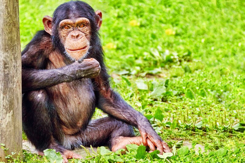 Bebê macaco chimpanzé atrás das grades